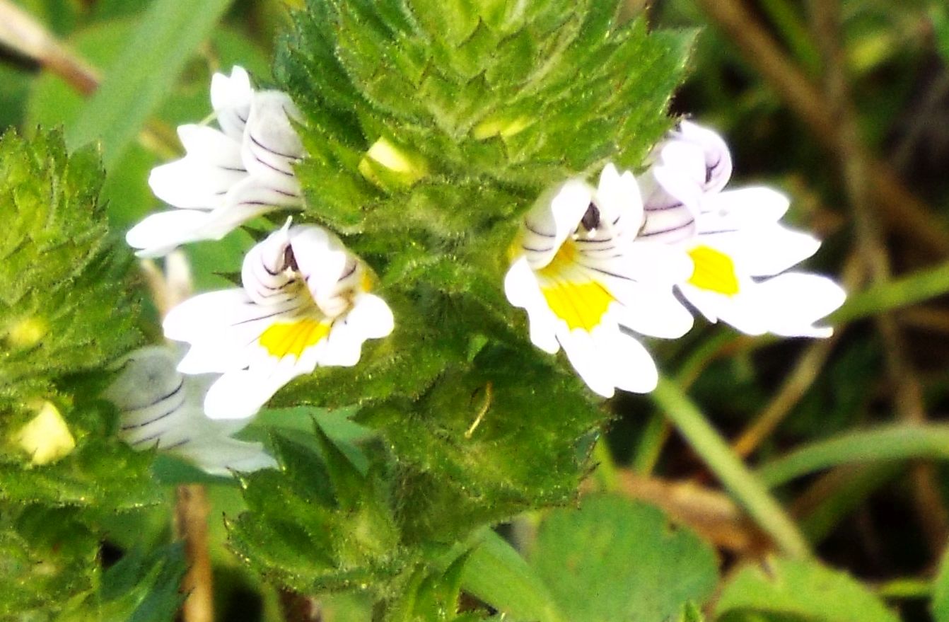 Quale Euphrasia?  Euphrasia cfr. rostkoviana (Lamiales - Orobanchaceae)